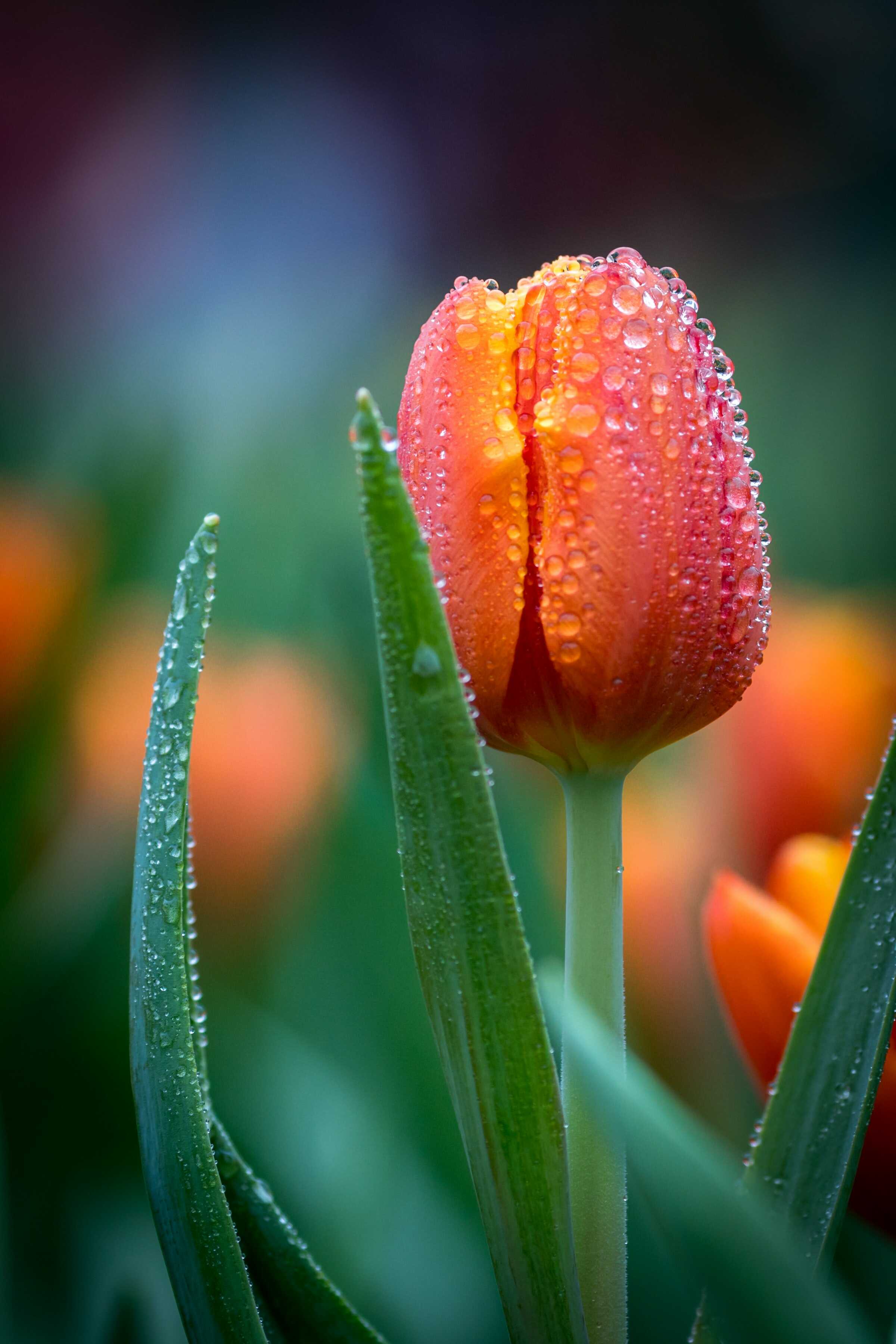 Tulips