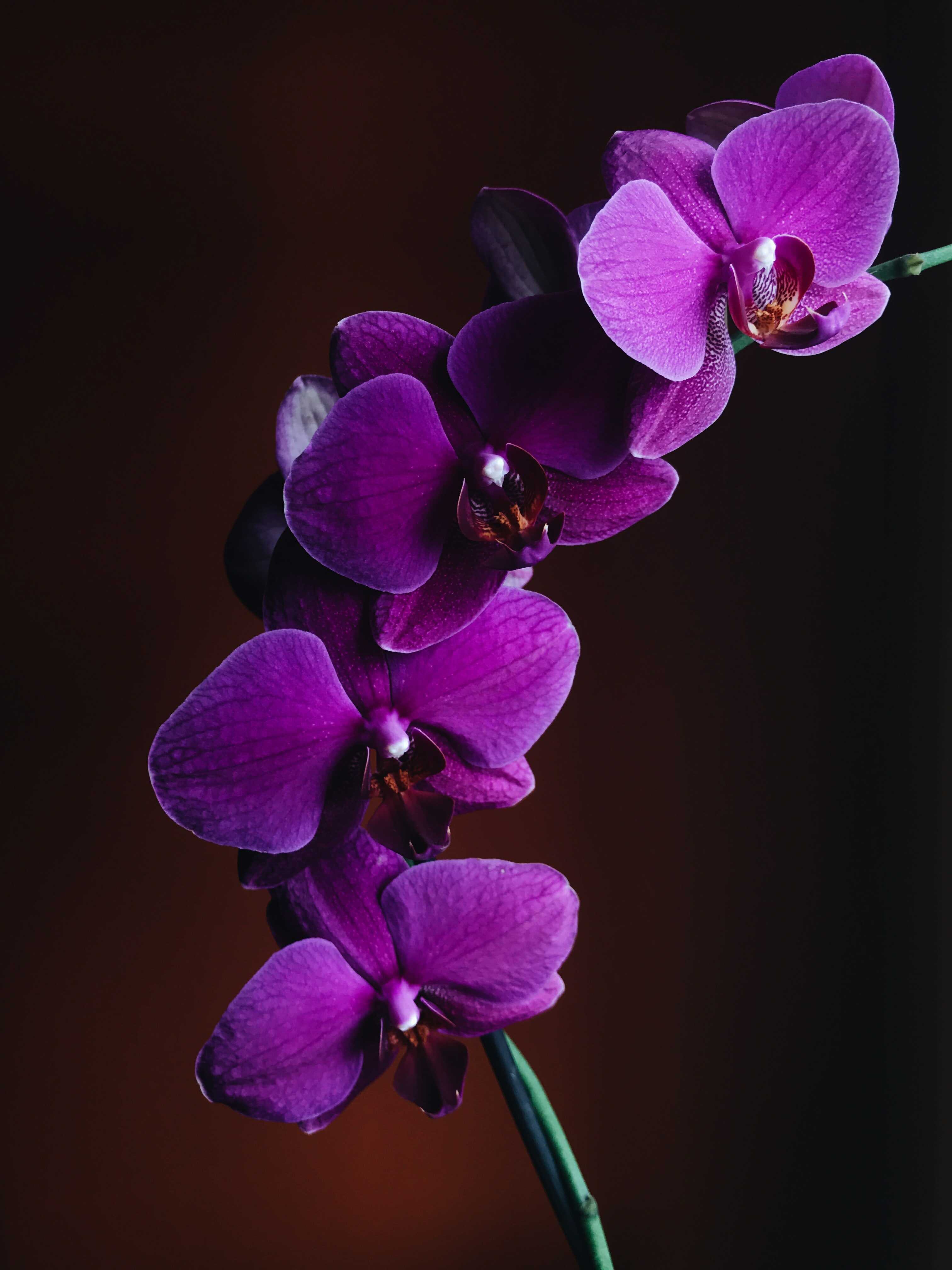 orchid